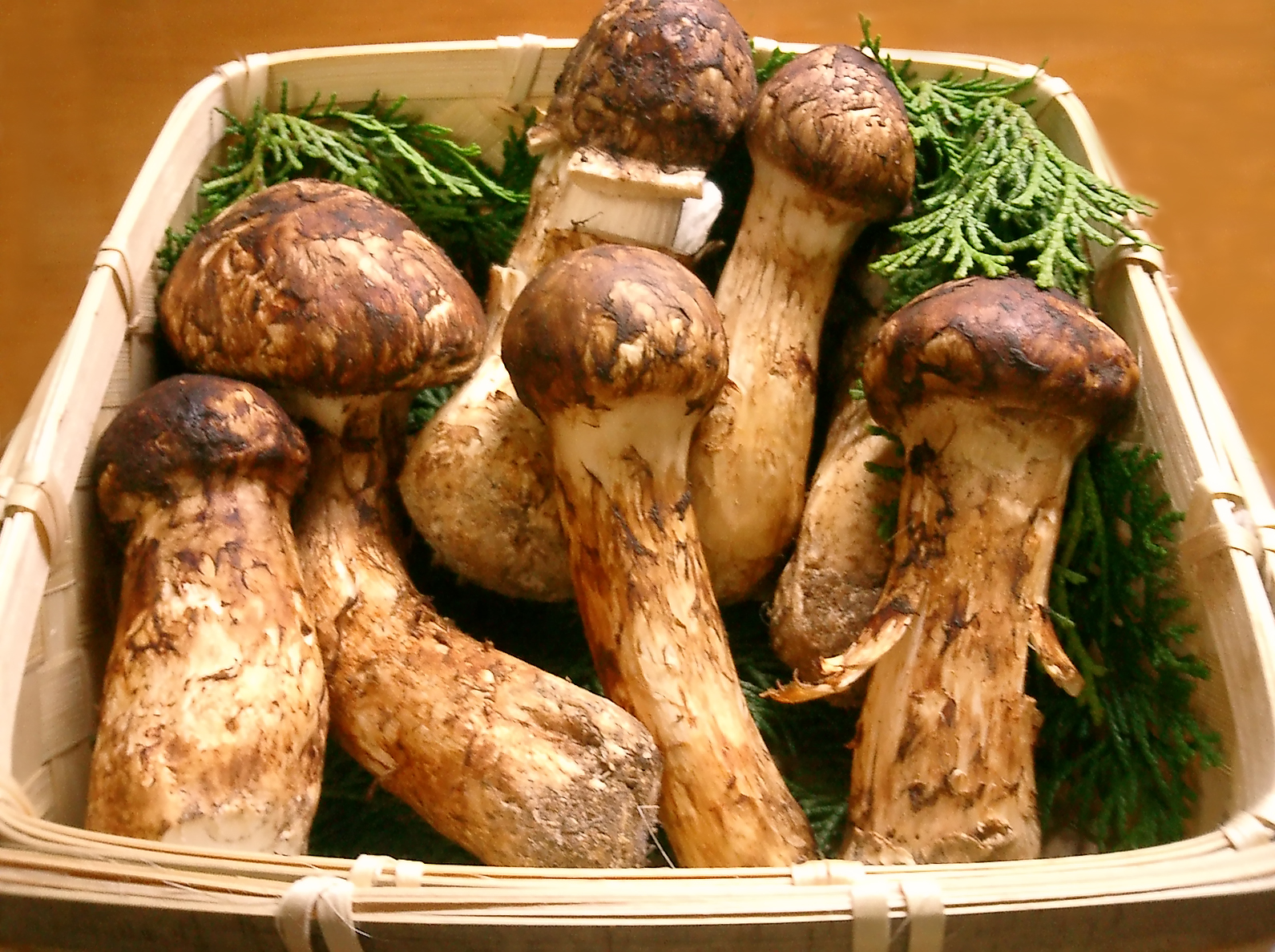čirůvka ohavná (Tricholoma matsutake)