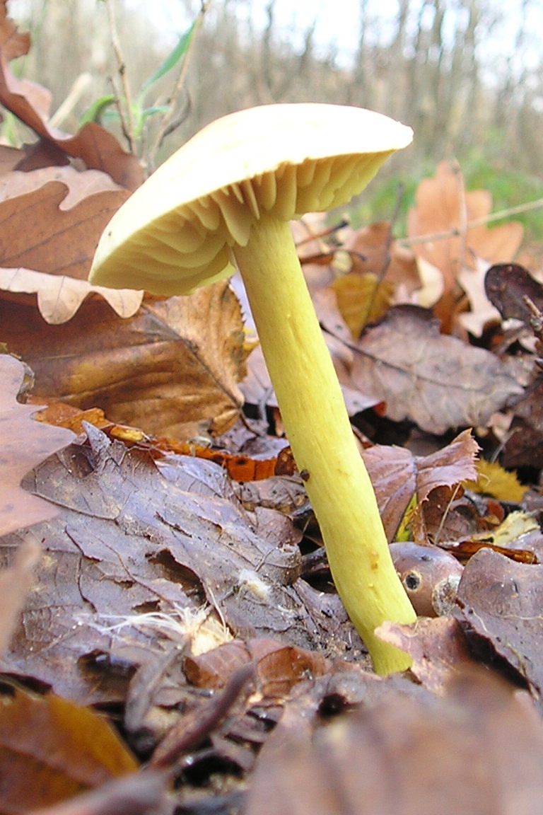 čirůvka sírožlutá (Tricholoma sulphureum)