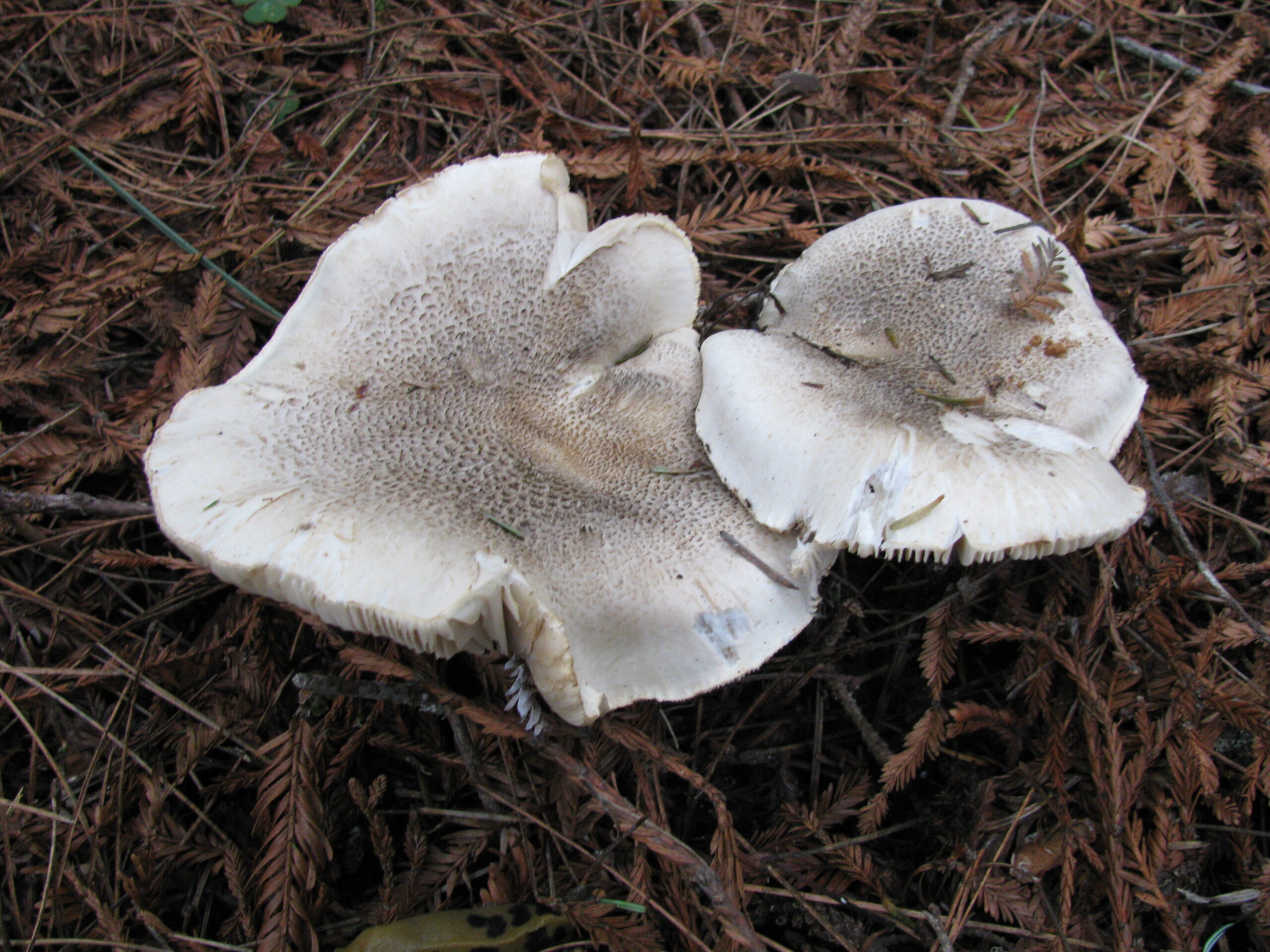 čirůvka tygrovaná (Tricholoma pardinum)