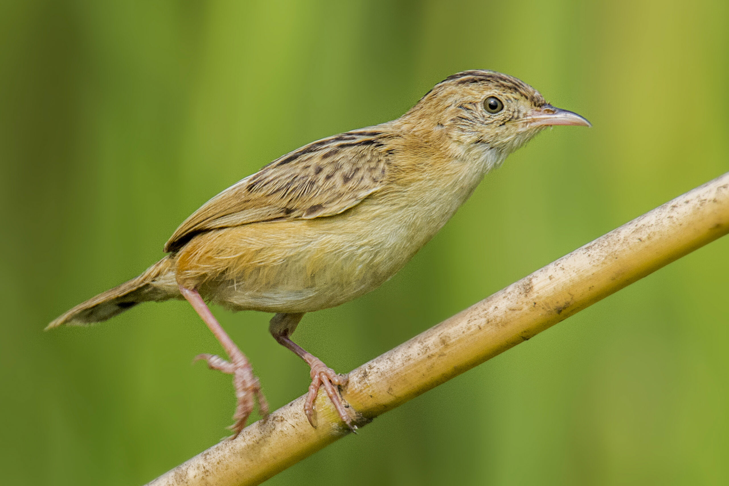 cistovník rákosníkový (Cisticola juncidis)