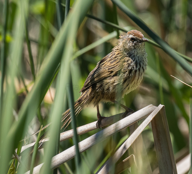cistovníkovec novozélandský (Poodytes punctatus)