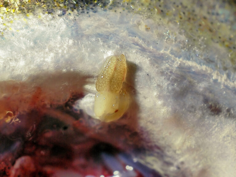 Clavella adunca Clavella adunca