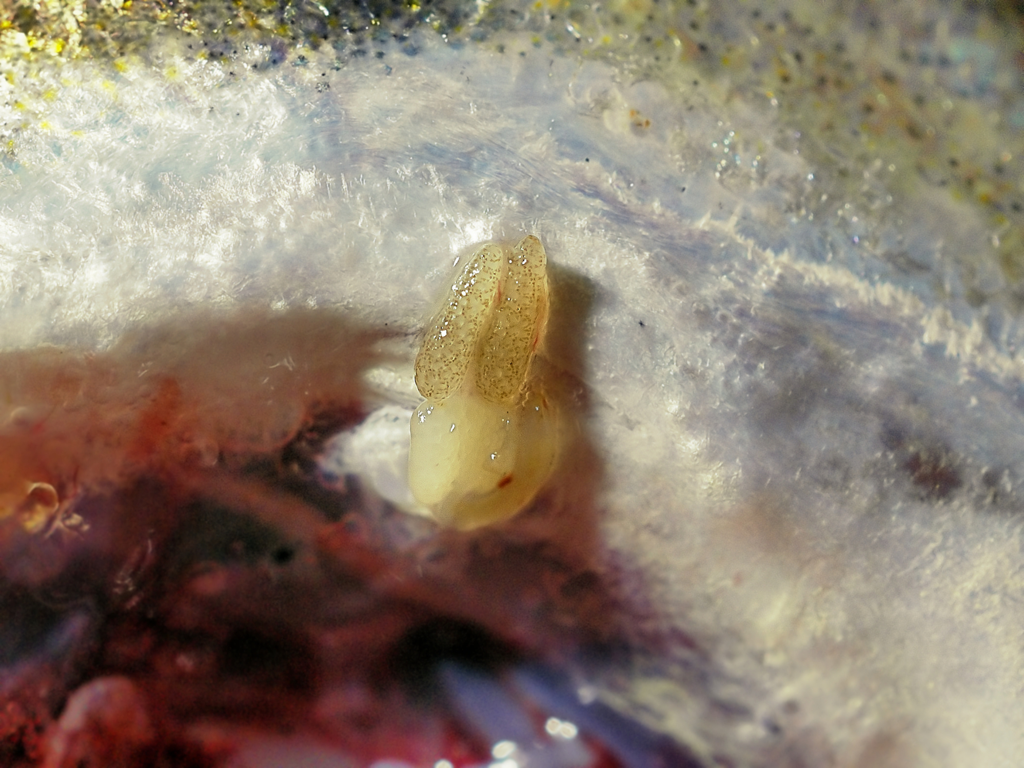 Clavella adunca