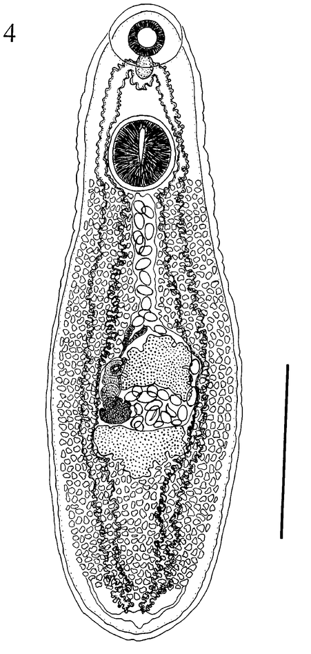 Clinostomum complanatum