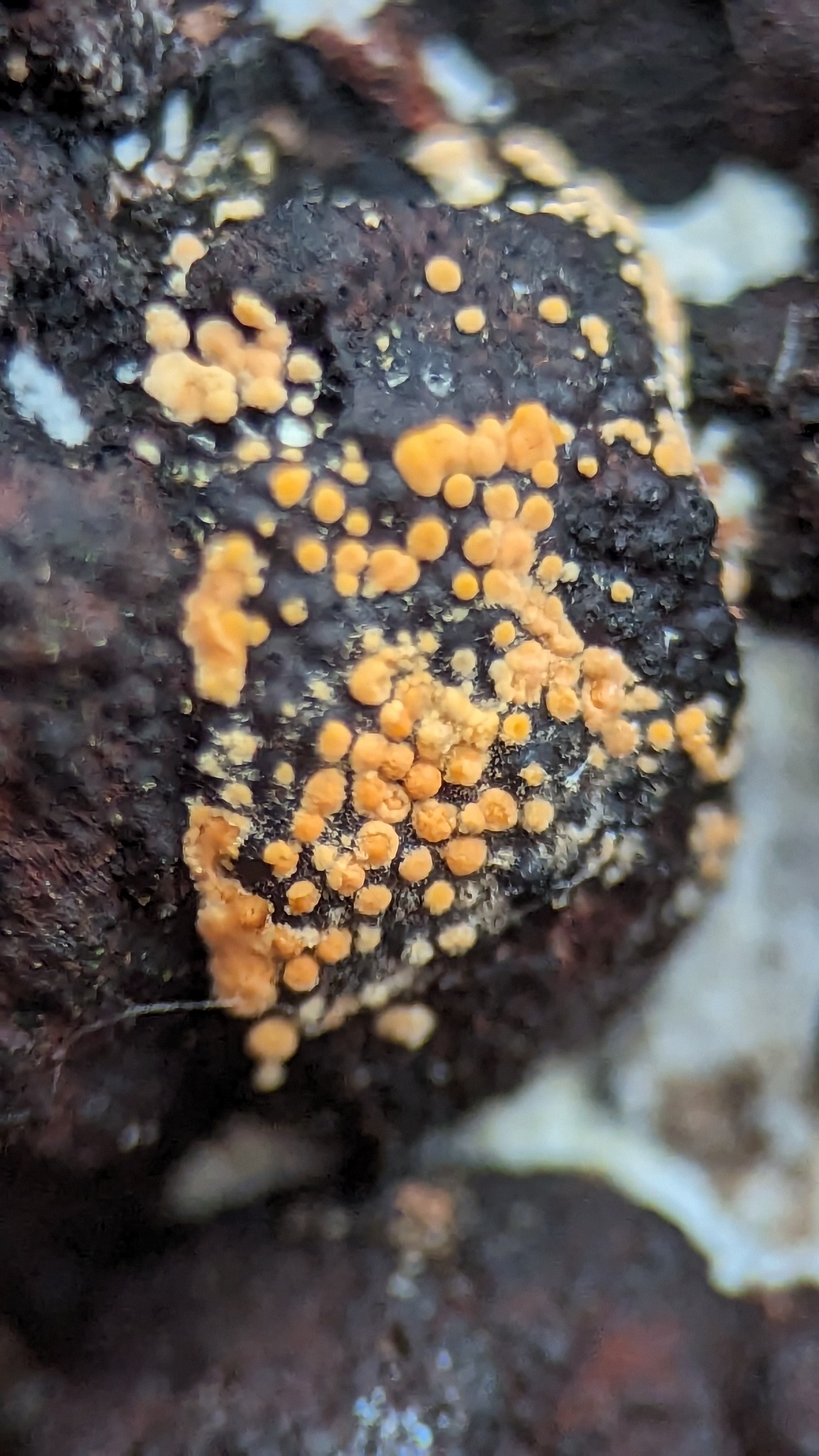 Clonostachys rosea