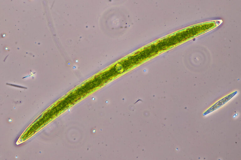 Closterium acerosum