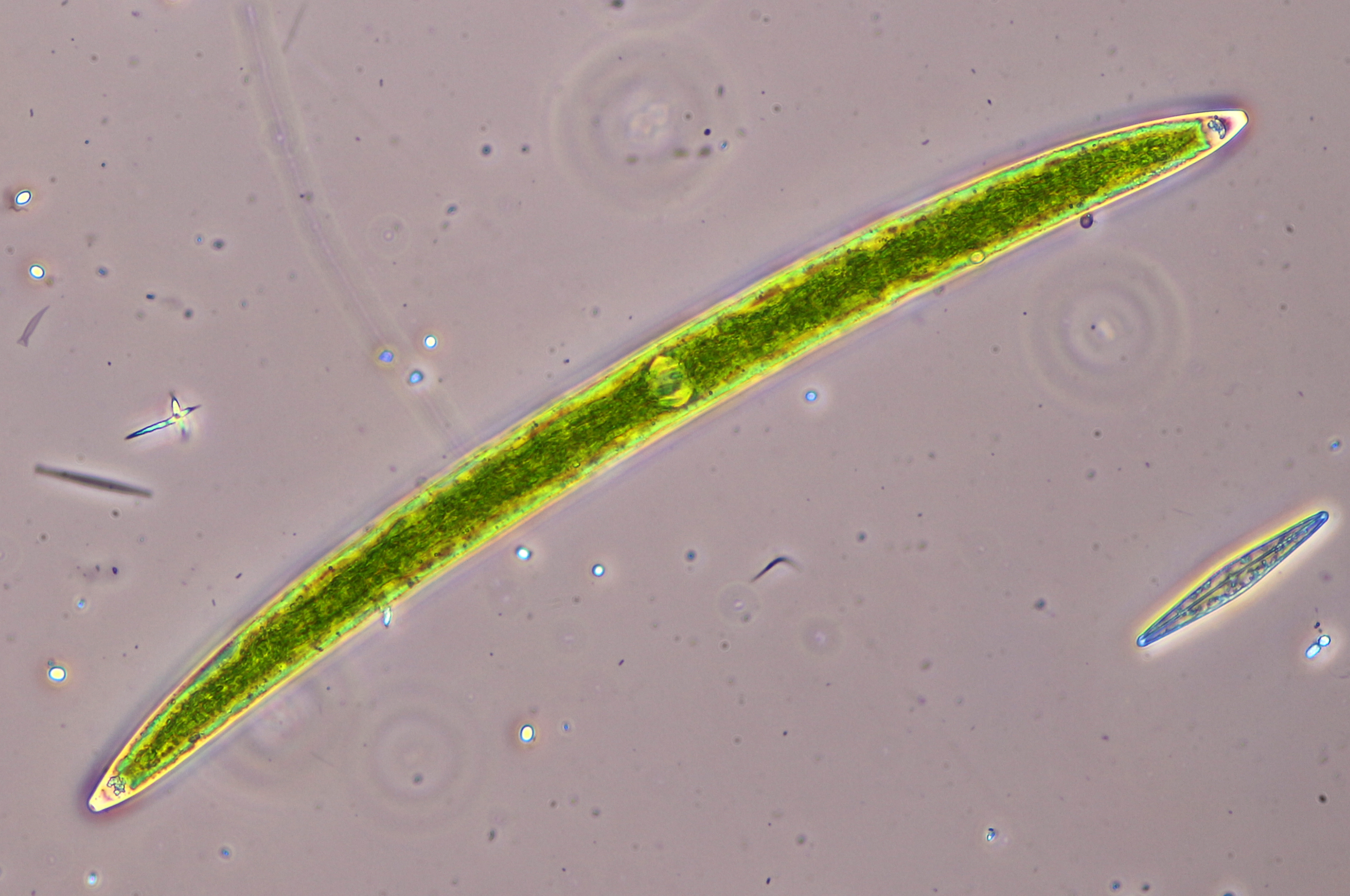 Closterium acerosum