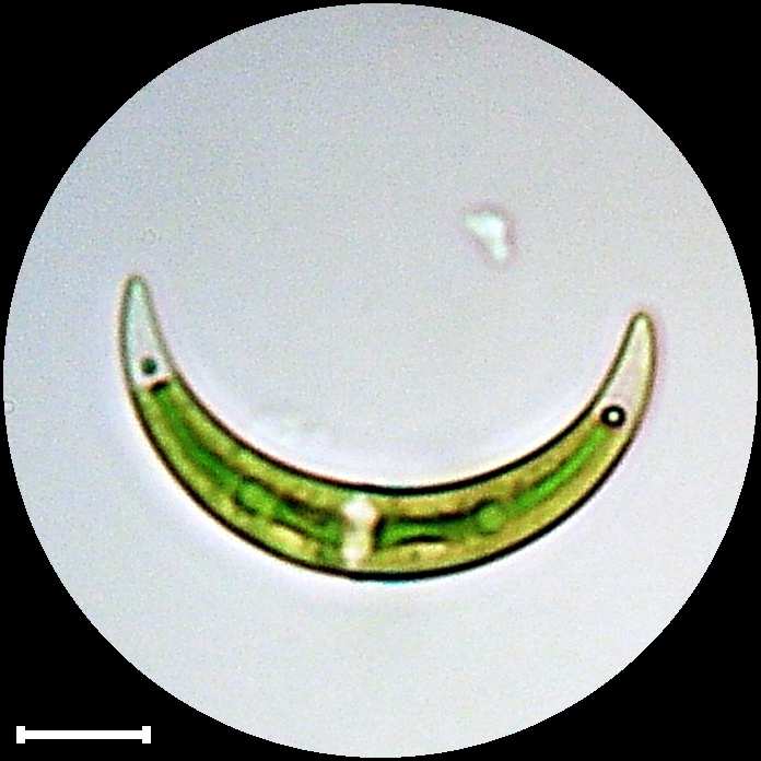 Closterium incurvum