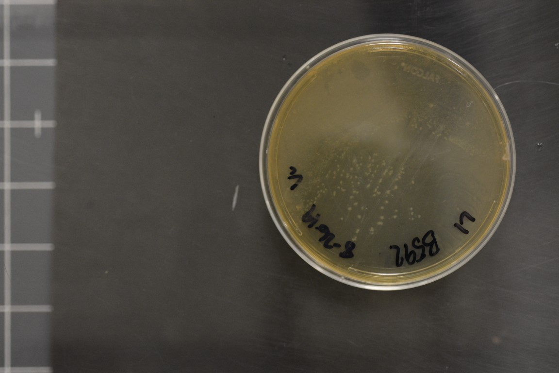 Clostridium beijerinckii
