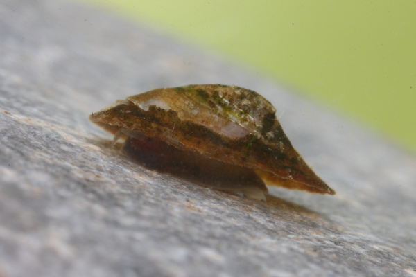 člunice jezerní (Acroloxus lacustris)