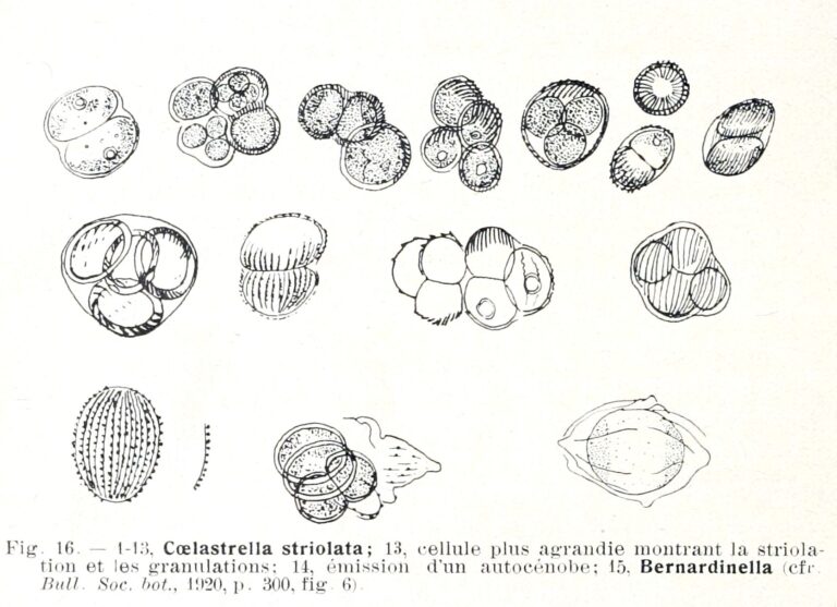 Coelastrella striolata