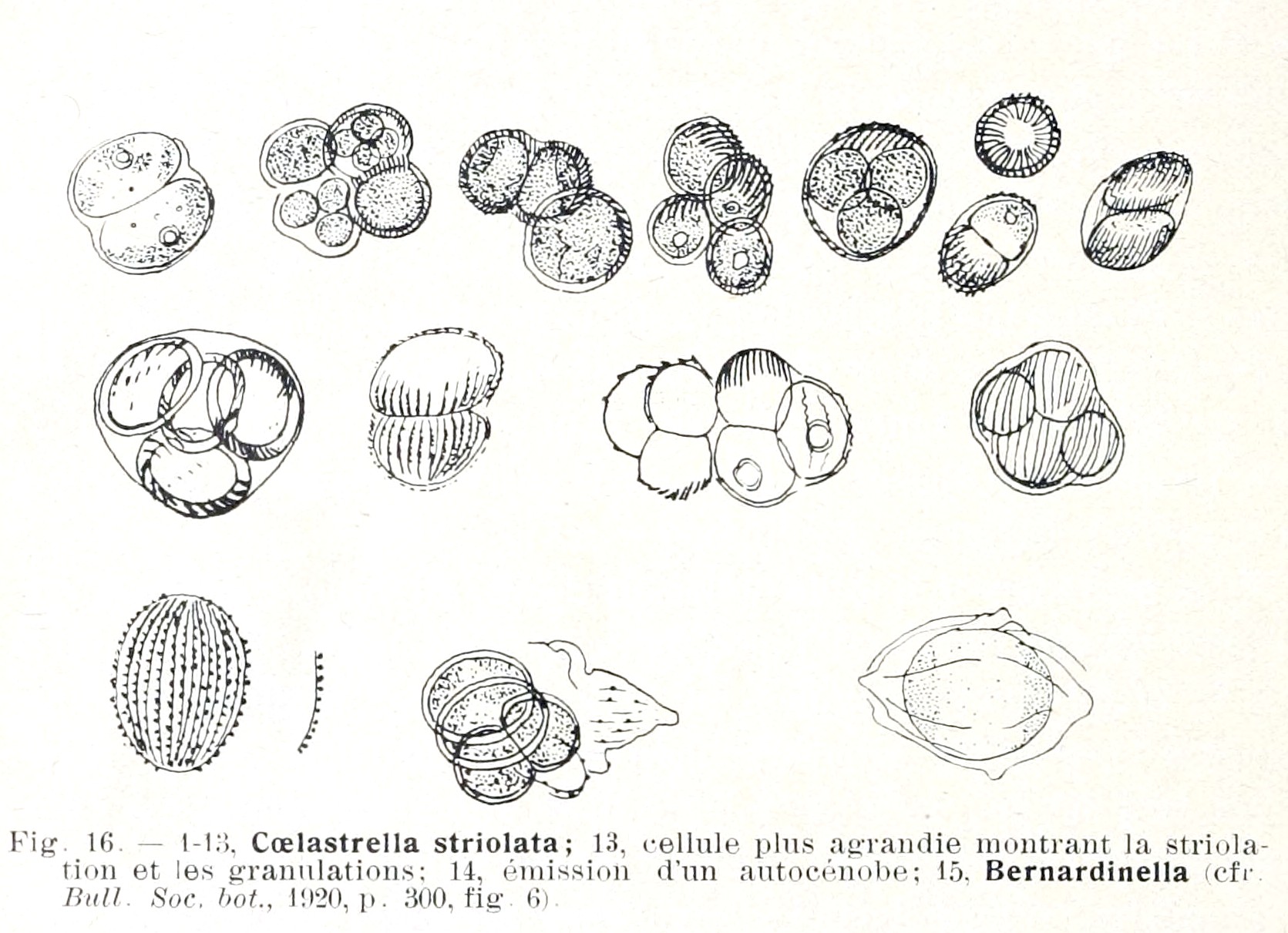Coelastrella striolata