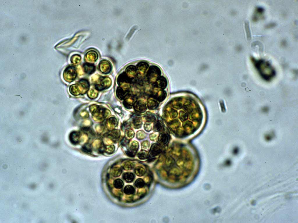 Coelastrum microporum