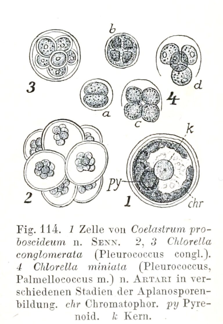 Coelastrum proboscideum