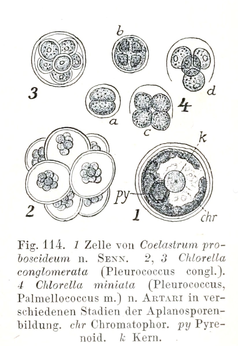 Coelastrum proboscideum