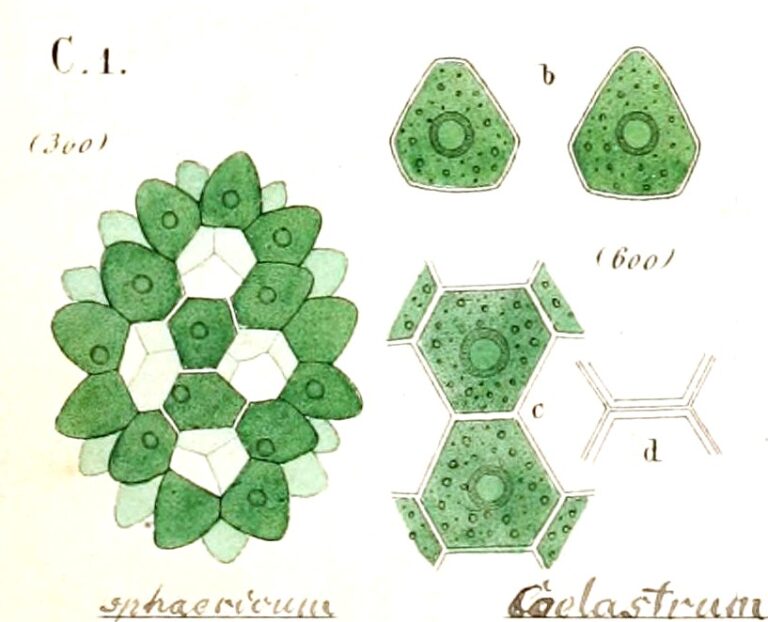 Coelastrum sphaericum