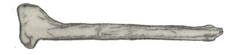 Coelosaurus (Coelosaurus)