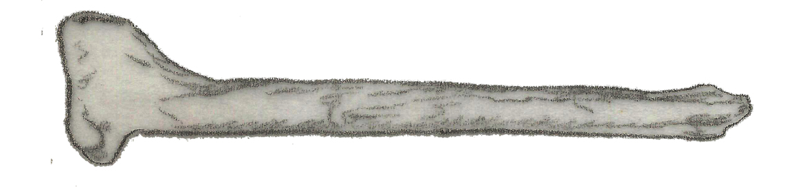 Coelosaurus (Coelosaurus)