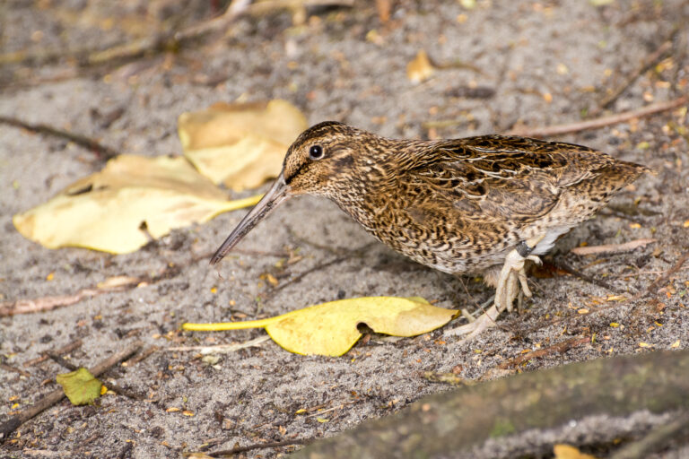 Coenocorypha huegeli