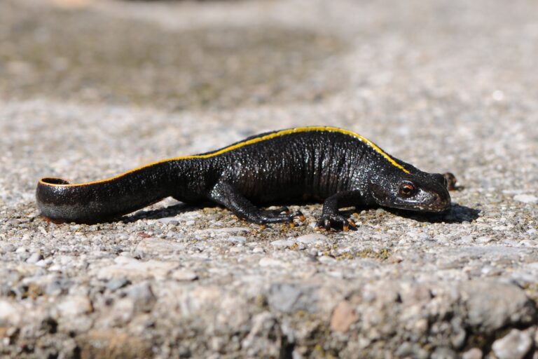čolek dravý (Triturus carnifex)