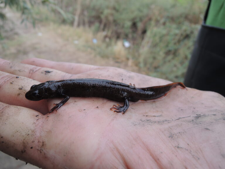 čolek dunajský (Triturus dobrogicus)