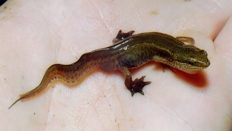 čolek hranatý (Lissotriton helveticus)