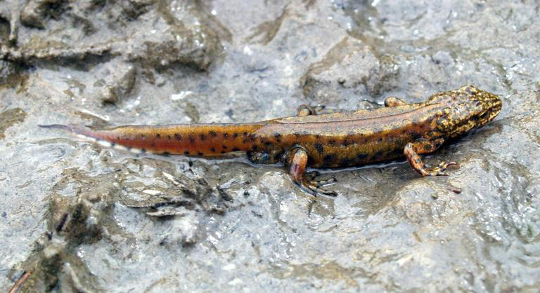 čolek karpatský (Lissotriton montandoni)