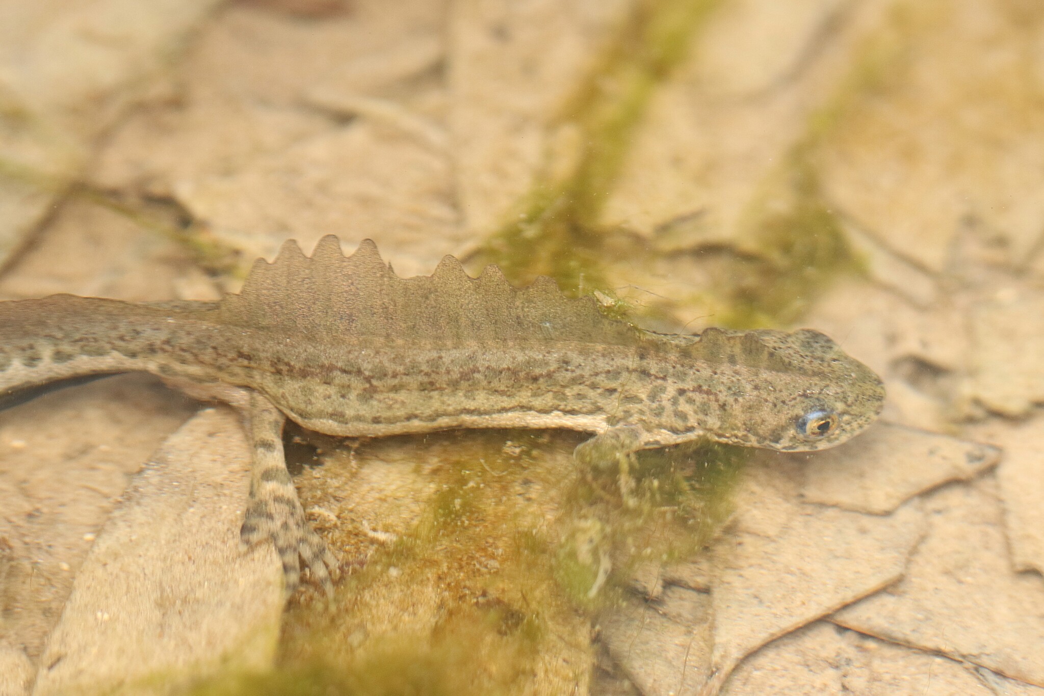 čolek pruhovaný (Ommatotriton vittatus)