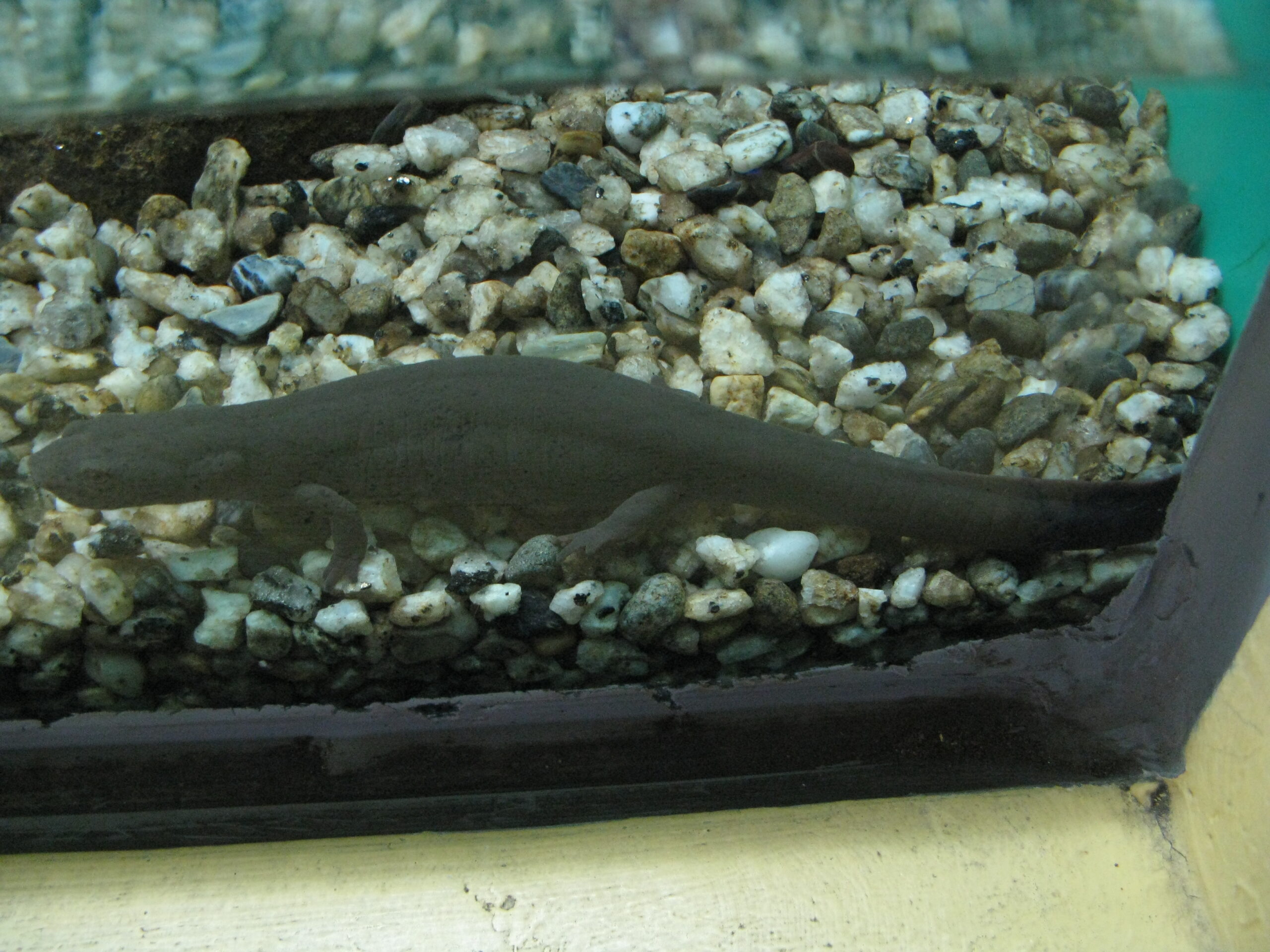 čolek pyskatý (Pachytriton labiatus)