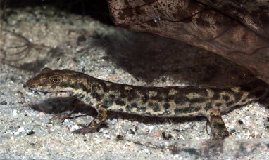 čolek sardinský (Euproctus platycephalus)