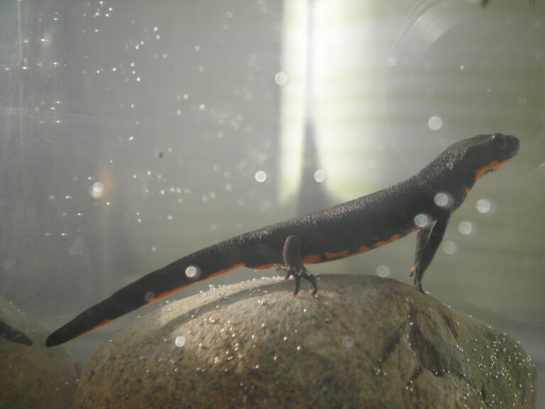 čolek východní (Hypselotriton orientalis)
