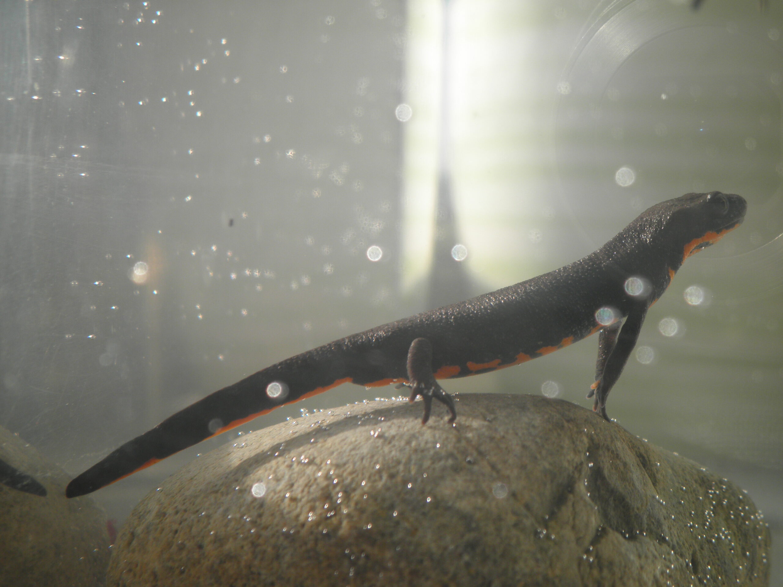 čolek východní (Hypselotriton orientalis)