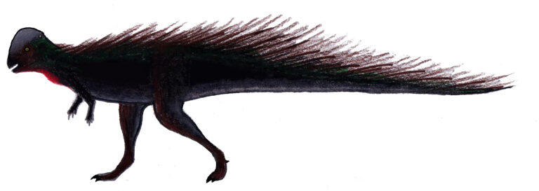Colepiocephale