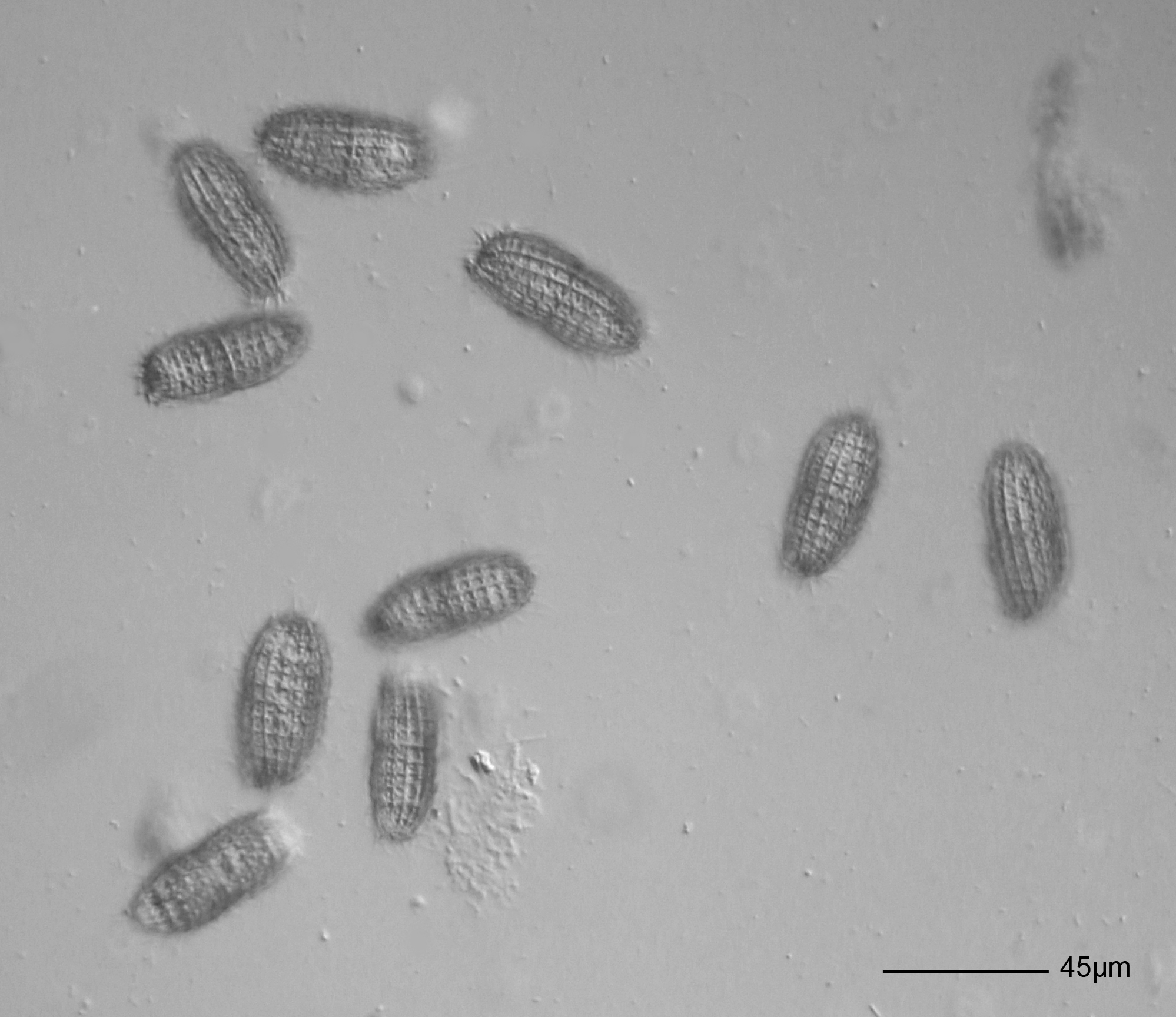 Coleps hirtus