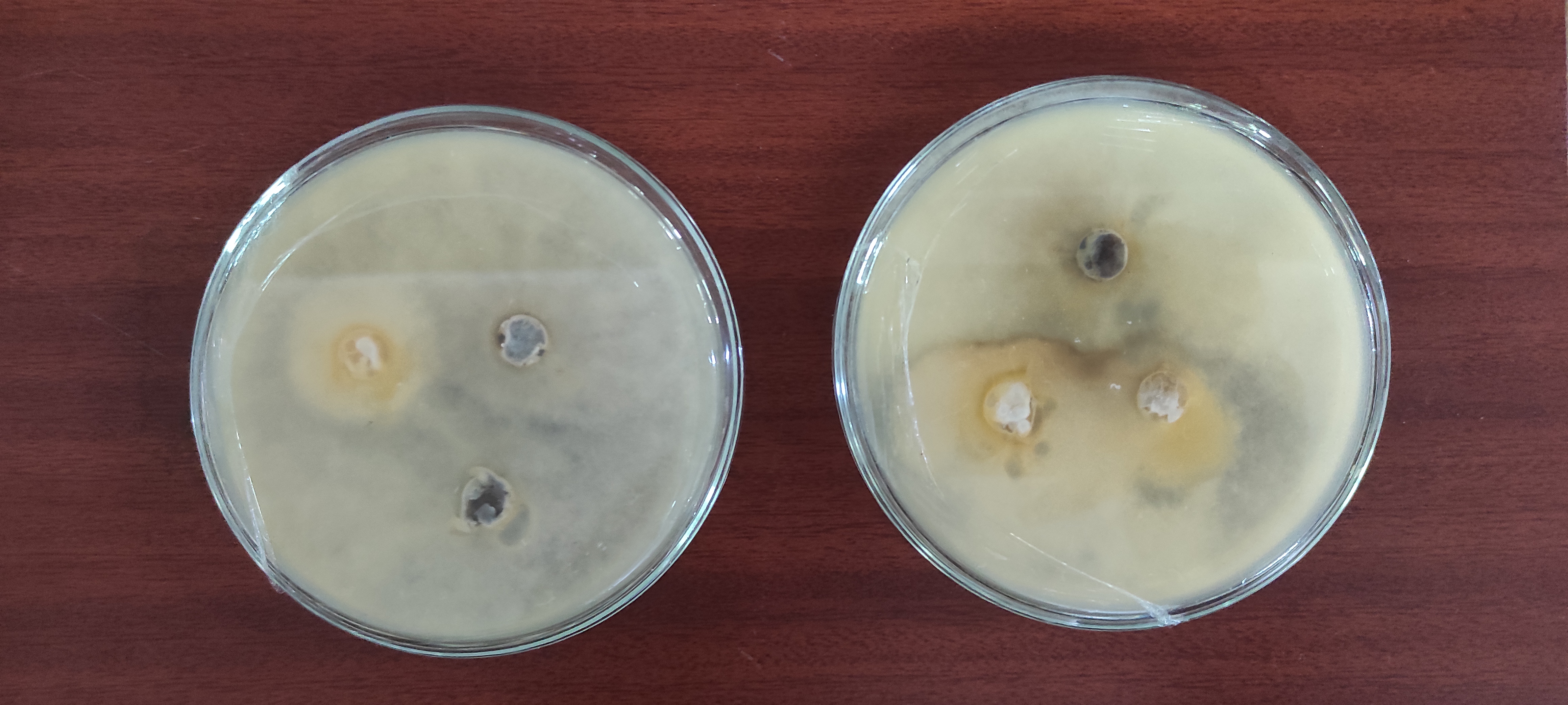 Colletotrichum gloeosporioides