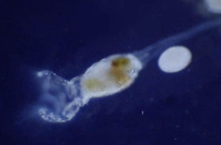 Collotheca ornata Collotheca ornata
