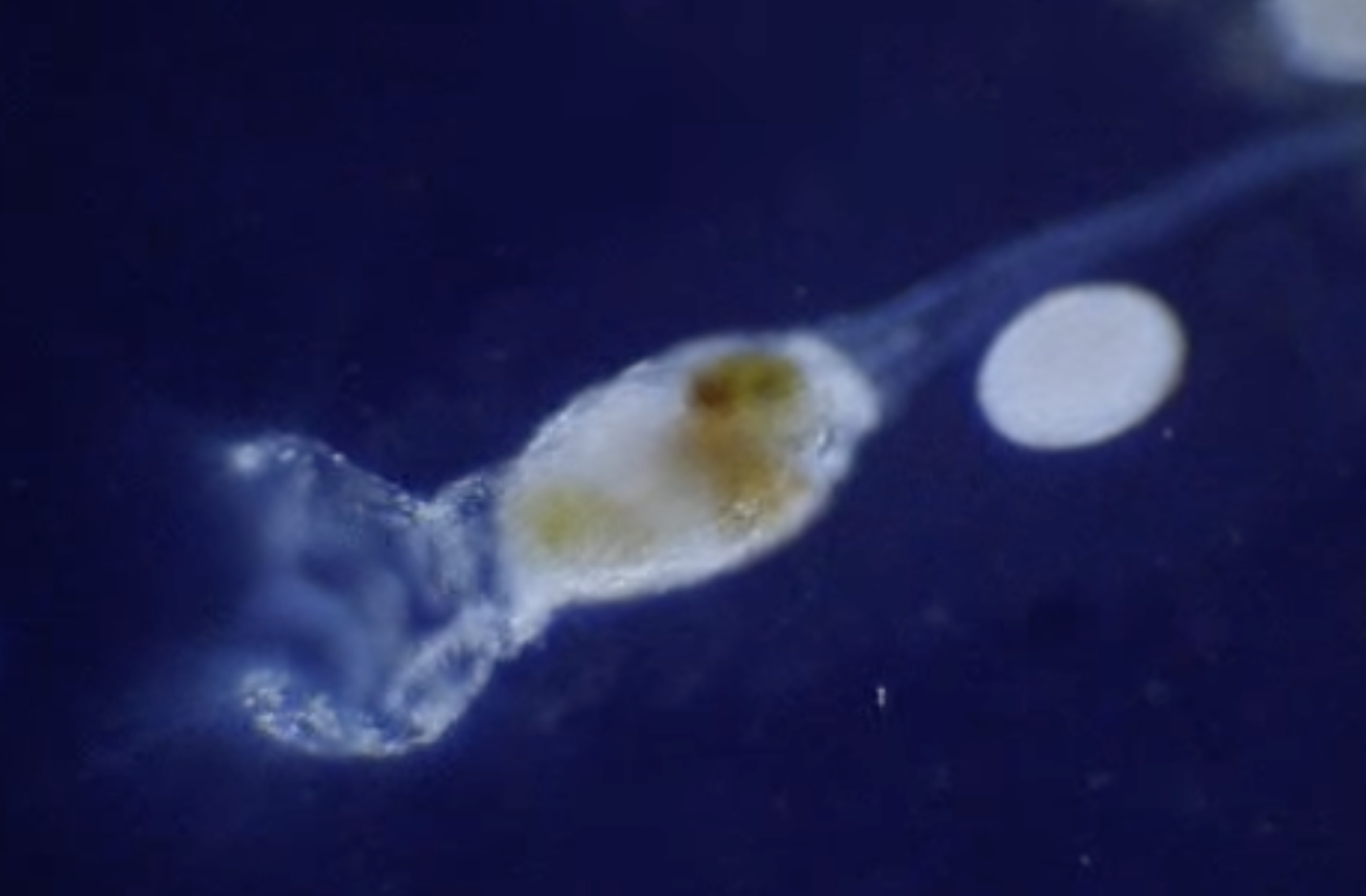Collotheca ornata