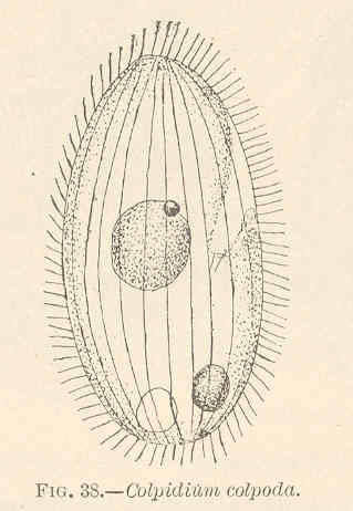 Colpidium colpoda