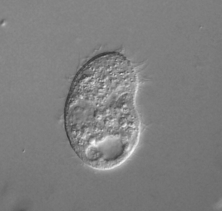 Colpoda cucullus Colpoda cucullus