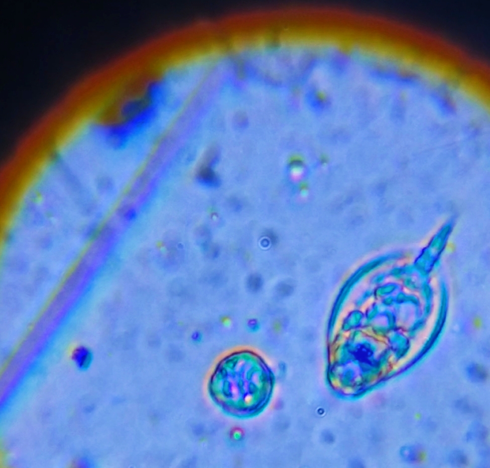 Colurella obtusa