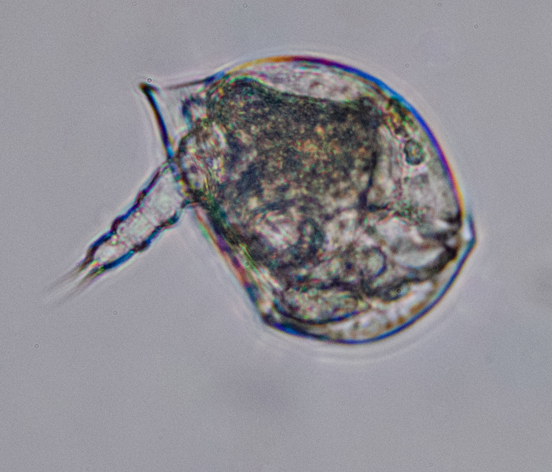 Colurella uncinata