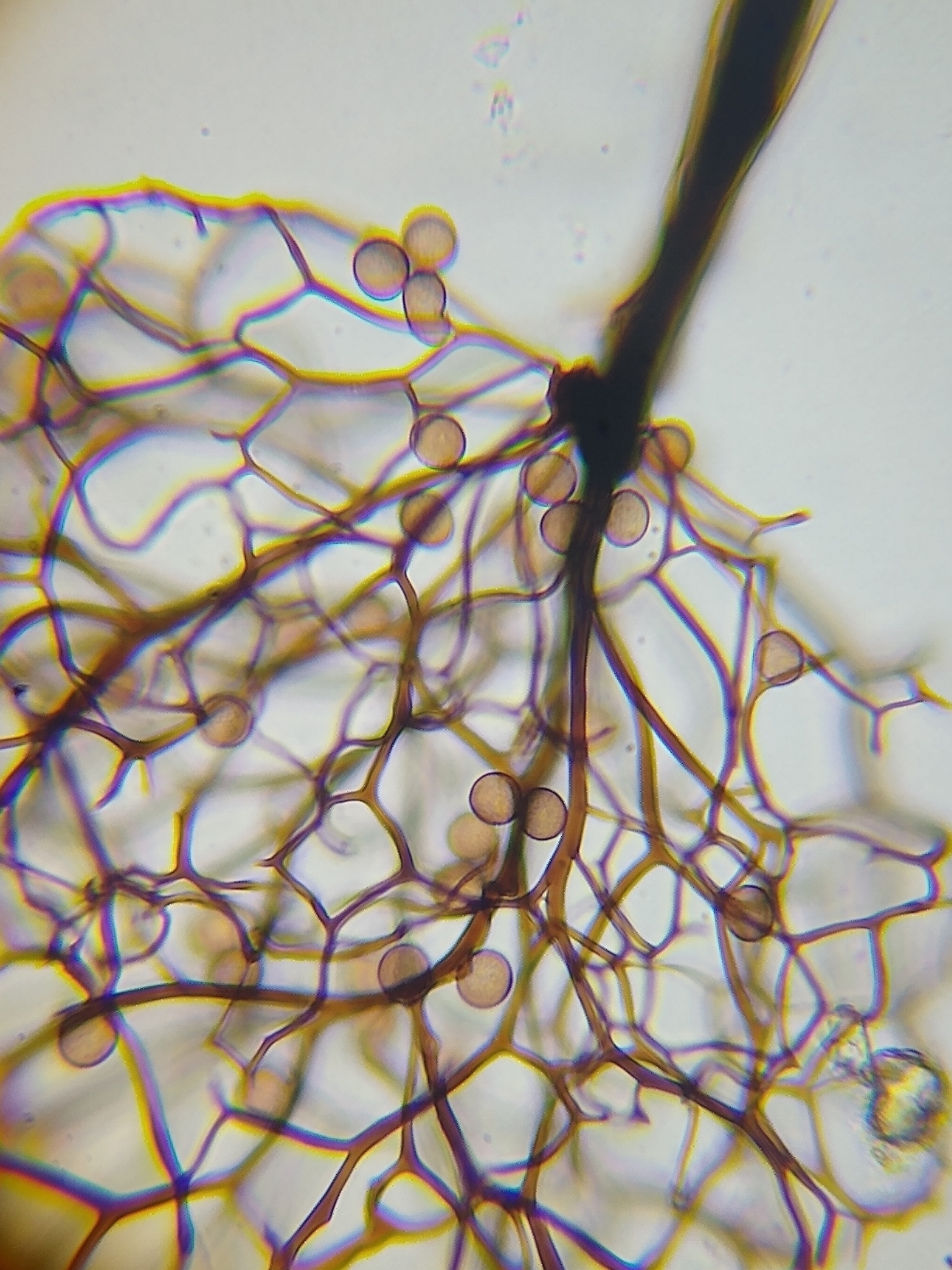 Comatricha elegans