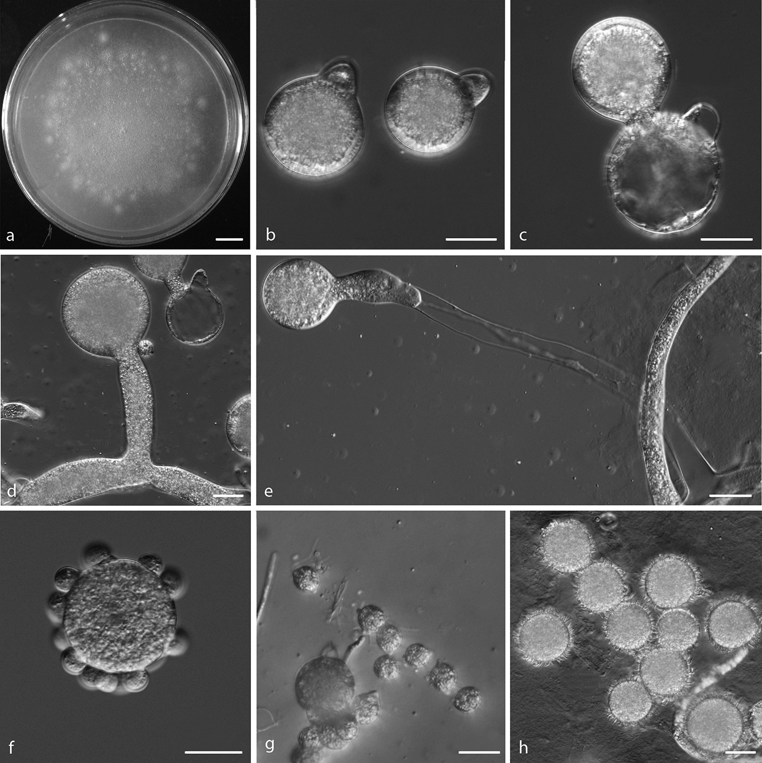 Conidiobolus coronatus