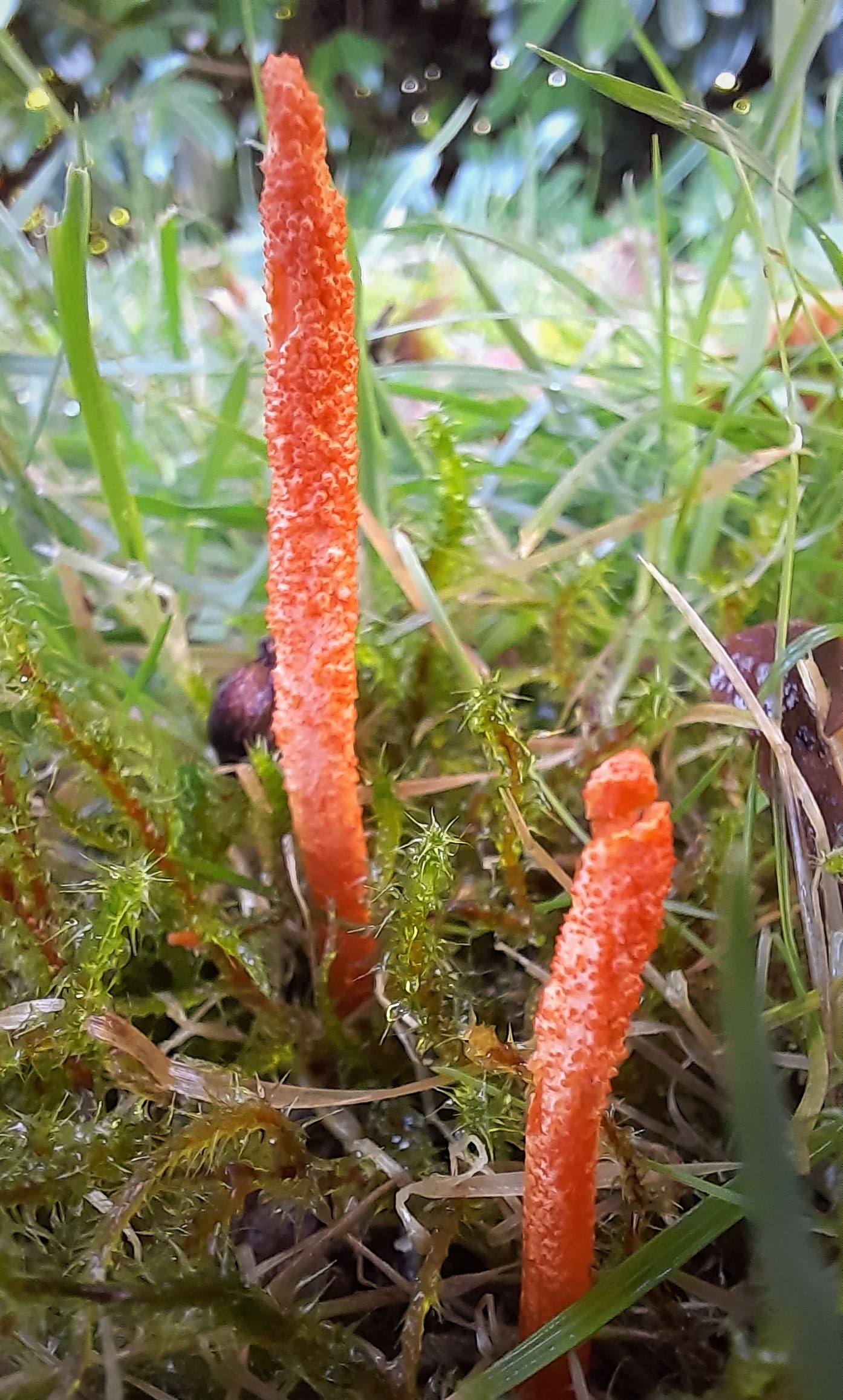 Cordyceps militaris
