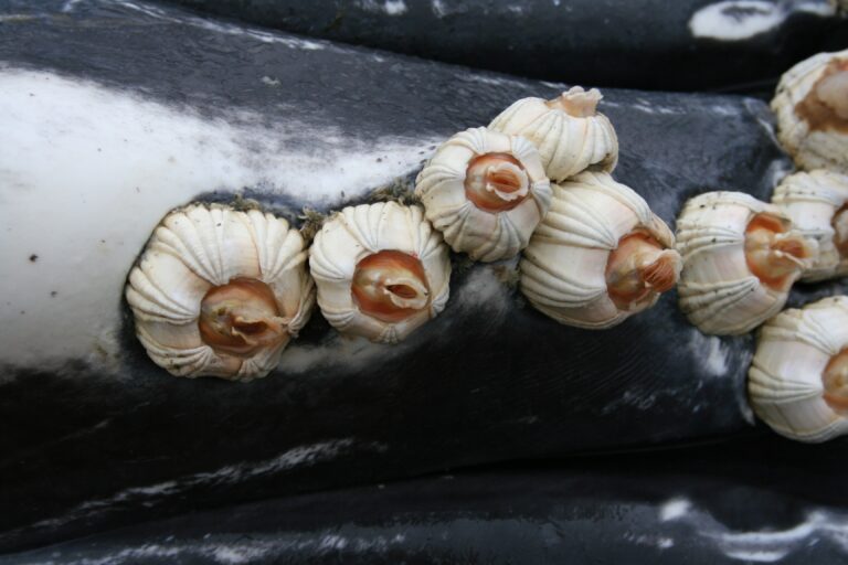 Coronula diadema Coronula diadema