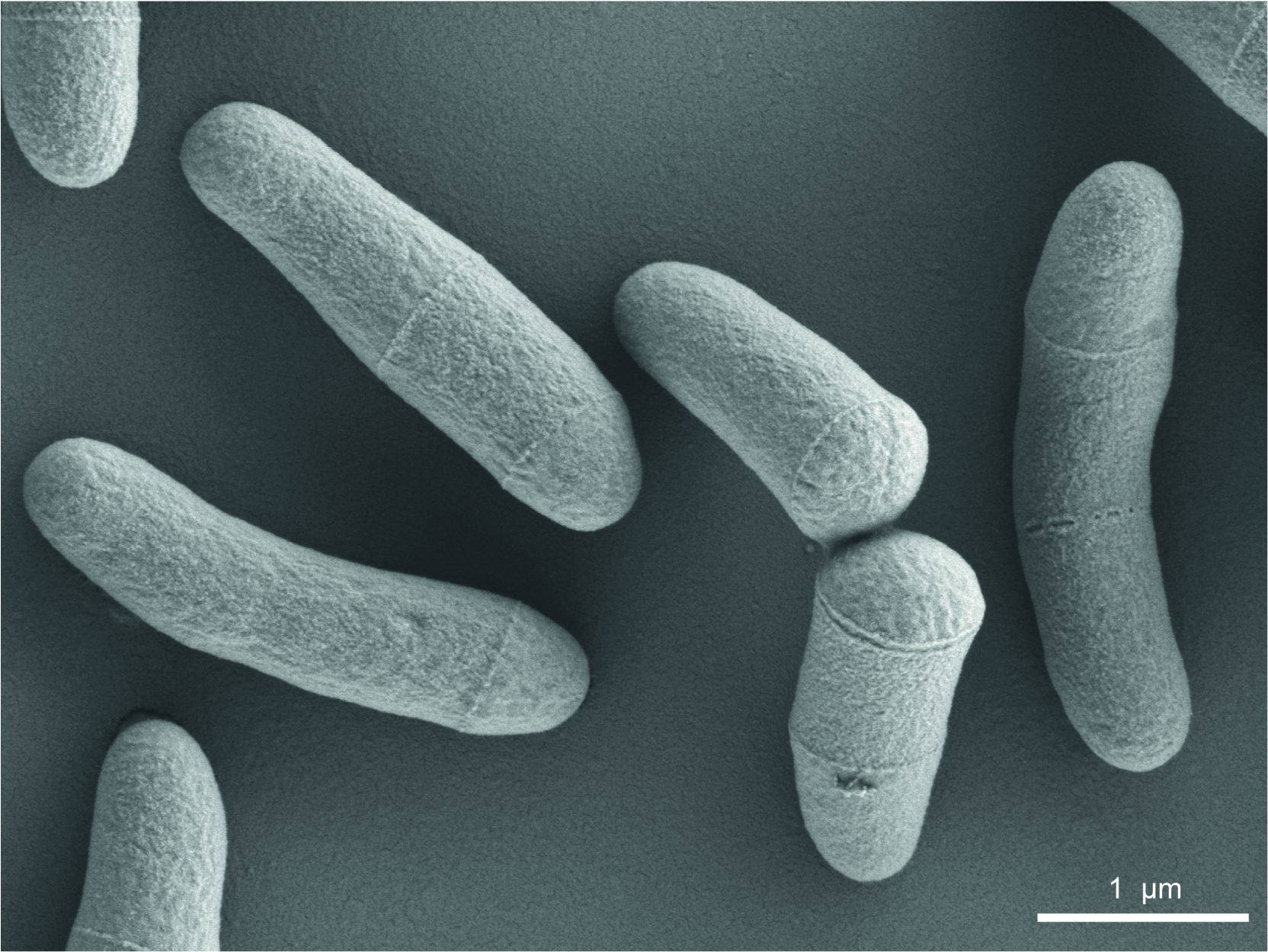 Corynebacterium glutamicum