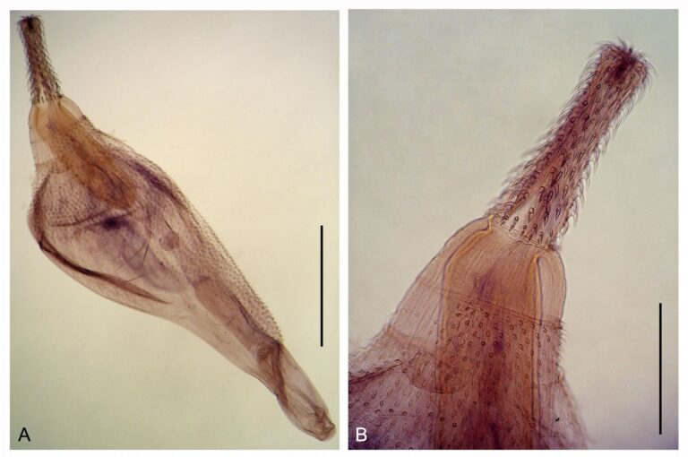 Corynosoma cetaceum Corynosoma cetaceum
