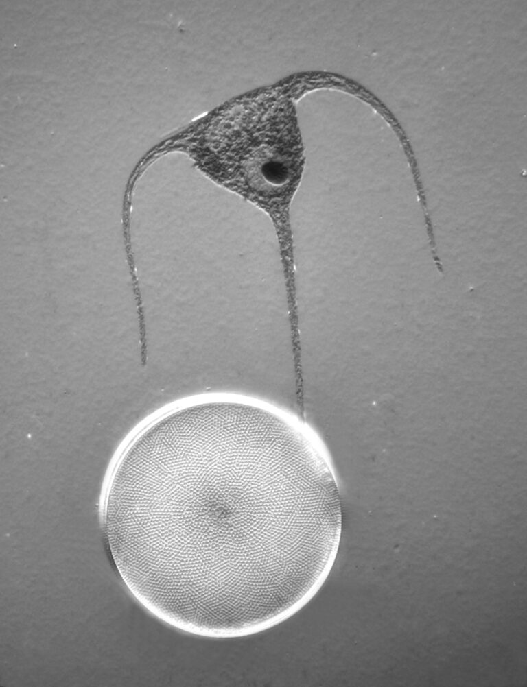 Coscinodiscus radiatus