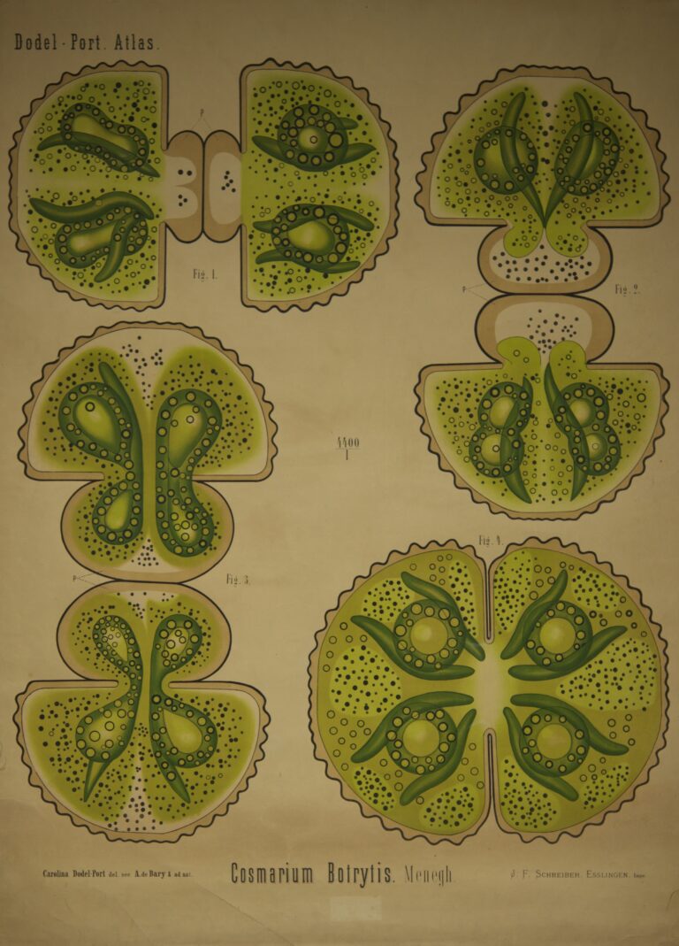 Cosmarium botrytis