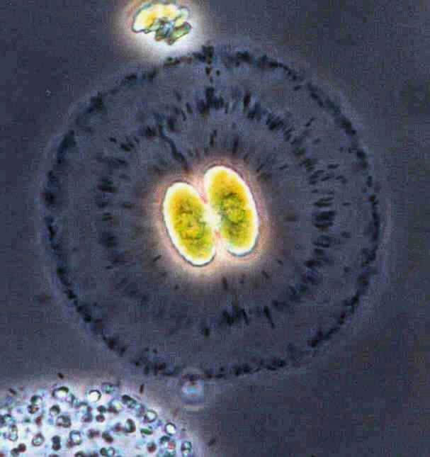 Cosmarium depressum Cosmarium depressum